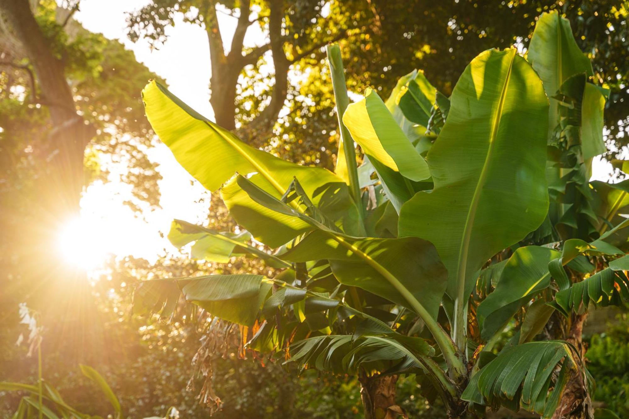 Solar Dos Cantos Botanic House & Garden Ponta Delgada  Ngoại thất bức ảnh